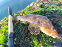 アイナメの釣果