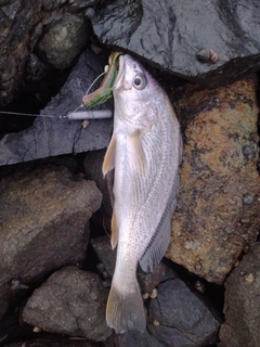 シログチの釣果