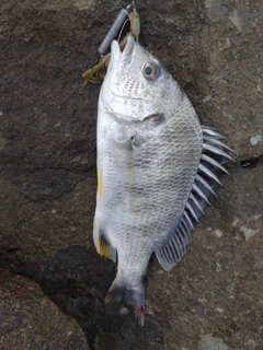 キビレの釣果