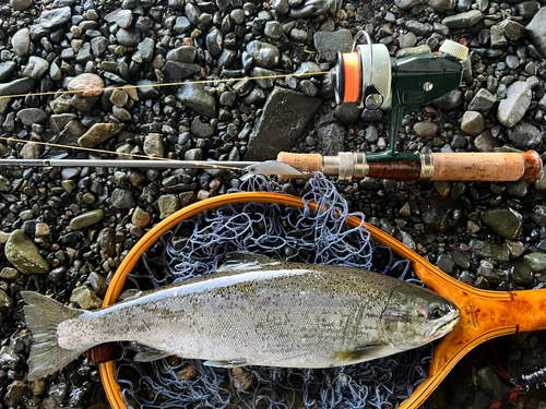 ニジマスの釣果