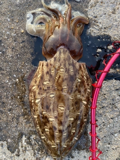 モンゴウイカの釣果