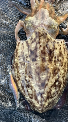 モンゴウイカの釣果