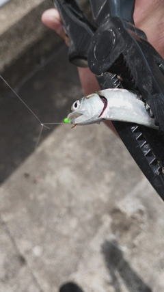 カタクチイワシの釣果