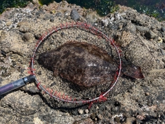 ヒラメの釣果