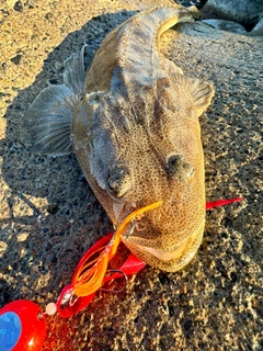 マゴチの釣果