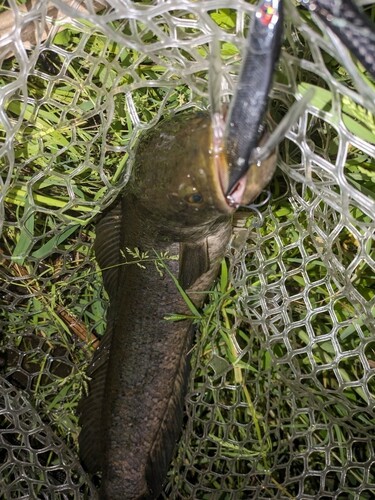 ライギョの釣果