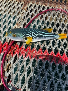 シマフグの釣果