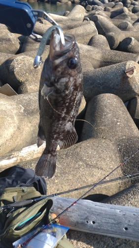 クロソイの釣果