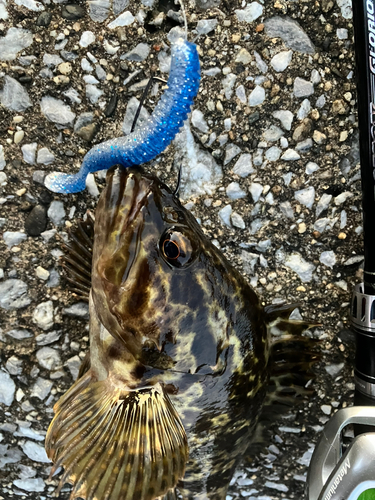 タケノコメバルの釣果