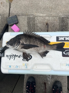 クロダイの釣果