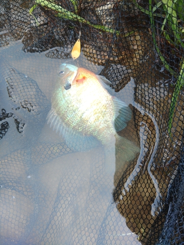 ブルーギルの釣果