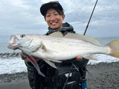 オオニベの釣果