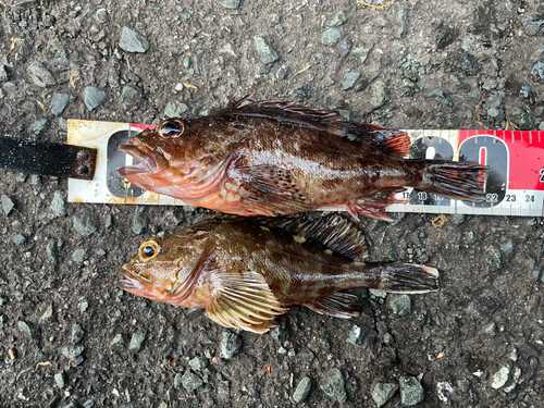 カサゴの釣果