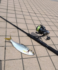 コノシロの釣果