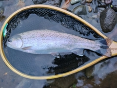 ニジマスの釣果