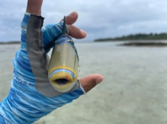 ムラサメモンガラの釣果