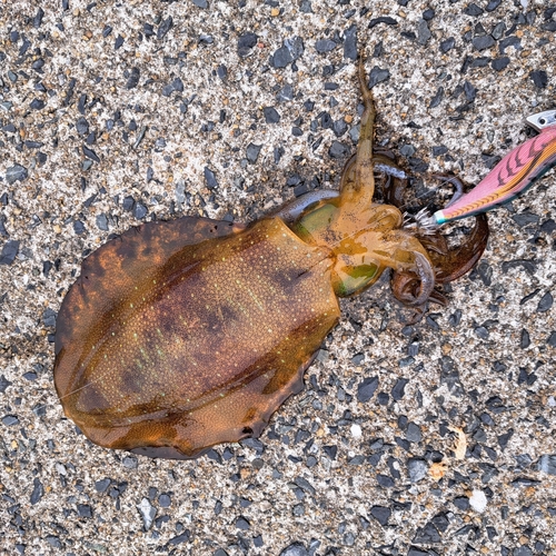 アオリイカの釣果