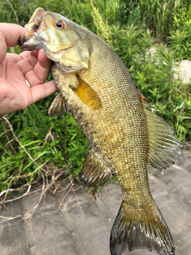 スモールマウスバスの釣果