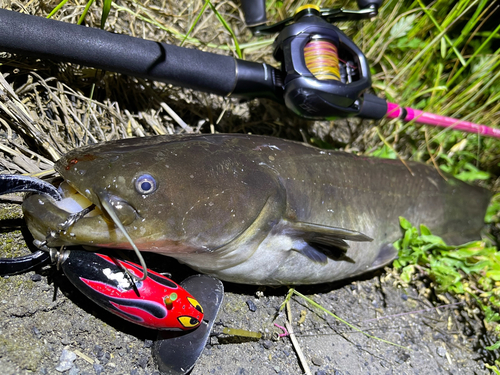 ナマズの釣果