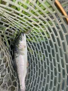 ニジマスの釣果