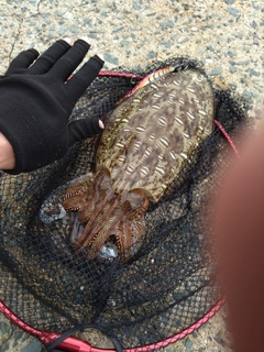 モンゴウイカの釣果