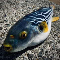 シマフグの釣果