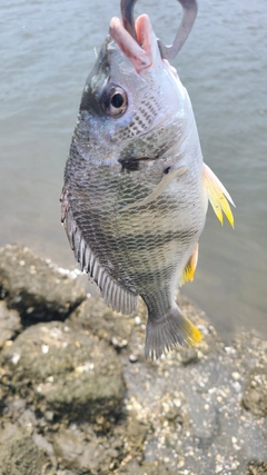 キビレの釣果