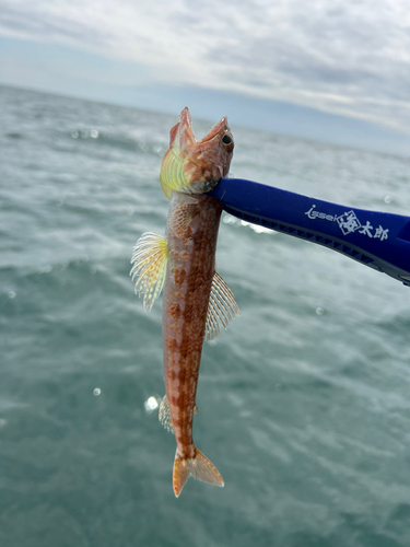 エソの釣果