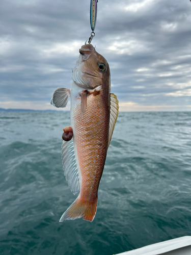 シロアマダイの釣果