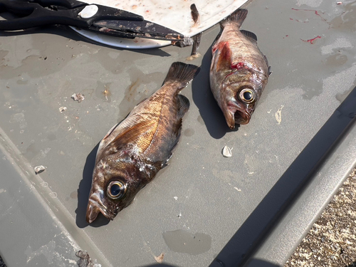 メバルの釣果