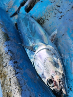 ソウダガツオの釣果