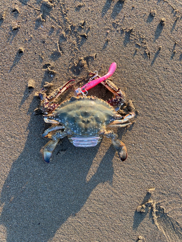 ワタリガニの釣果