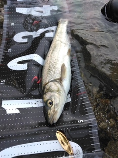 ウグイの釣果