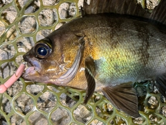 シロメバルの釣果