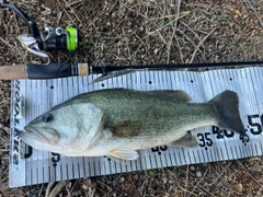 ブラックバスの釣果