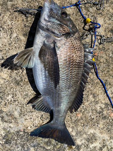 チヌの釣果