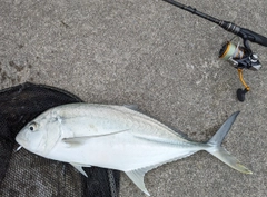 オニヒラアジの釣果