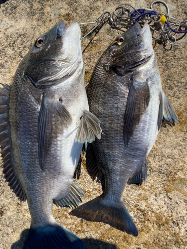 チヌの釣果