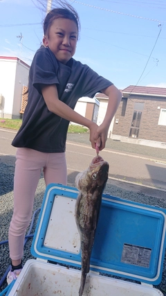 タラの釣果