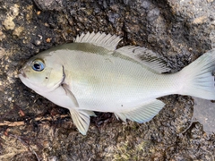 メジナの釣果