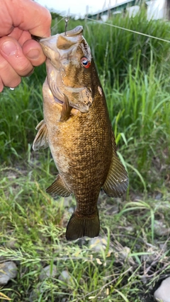 スモールマウスバスの釣果