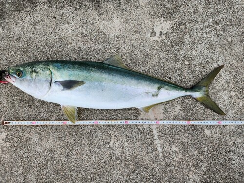 メジロの釣果