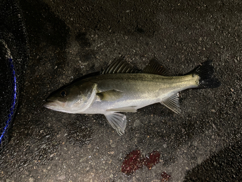 セイゴ（マルスズキ）の釣果