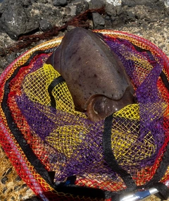 モンゴウイカの釣果