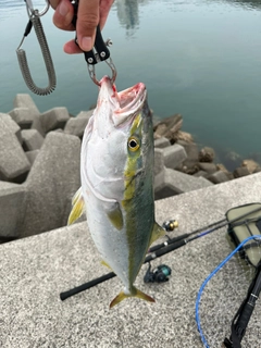 ハマチの釣果