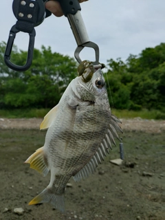 キビレの釣果