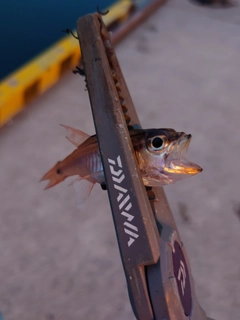 ネンブツダイの釣果