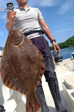 マツカワの釣果