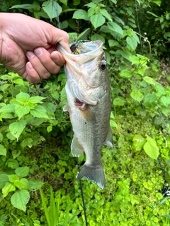 ブラックバスの釣果