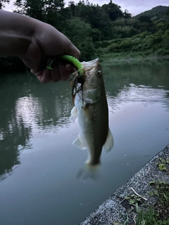 ブラックバスの釣果